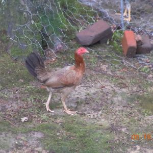 A close-up of Savannah, my game hen