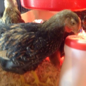 HennyPenny having a treat.