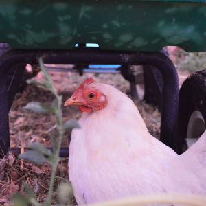 Pigeon - Black Tailed White Japanese Bantam hen