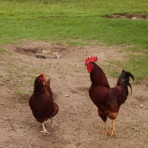 Rodney and Emo Chicken