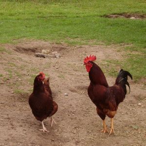 Rodney and Emo Chicken