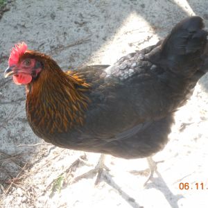Mabel, a Black Copper Marans @ approx 18 weeks