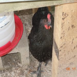 Nellie, one of my Black Copper Marans, @ approx 18 weeks