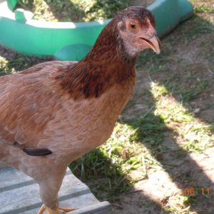 Bessie, a gam hen, @ approx 18 weeks