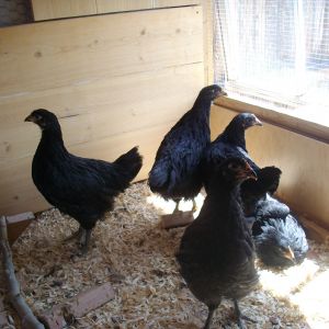 The girls' first day in the coop.  They had a good view of me building the run.  It was amazing how they could just watch me for hours through that window.  They have lost all fear of the sound of power tools.