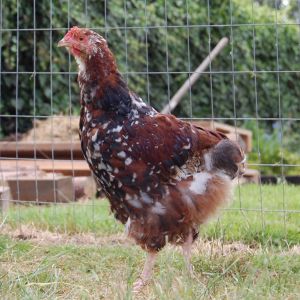 Peanut Butter (cockerel) 11 weeks old Greenfire Jubilee