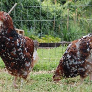 Peanut Butter and Jelly-11 weeks old Greenfire Jubilee