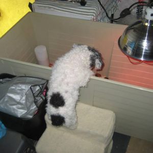 *
My dog is very interested :)