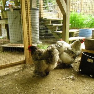 Maggie May & Carrie (L) in our coop under the sunroom 2013