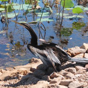 Darter