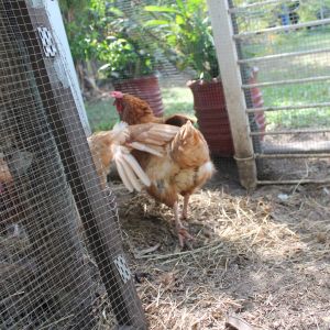 At the left of the picture is the coop door, which is completely removable.  Every morning I just unclick it and lean it against the coop.