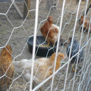 These are just misc pics of my half grown chicks which includes 6 Golden Sex Links: Ivy, Maggie, Gloria, Stella, Pippi, and Lulu.  6 Americana's, Sonia, Iris,  Edith, Della, Fancy and Allie. 2 Dominicks, Dorothy and Glenda. They are a great bunch of hens and we are very proud of them.  They were born the first and second week of march 2013.