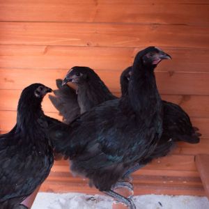 The new girls!