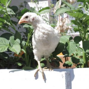 Marshmallow, a 25 day old Delaware, probably a pullet