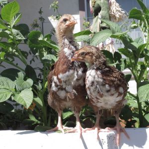 Chick #3 and #4, the two Speckled Sussex