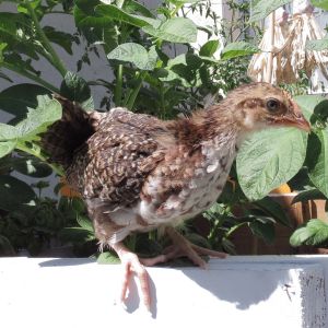 Chick #4, a 25 day old Speckled Sussex. This one has more white on the breast than the other one, which makes me worry it might be a cockerel, but I really hope it's not. I love these little Speckleds and want to keep them, which we can't do if it's a Roo.
