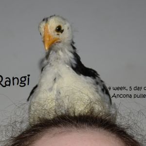 Rangi on my head; June 14, 2013