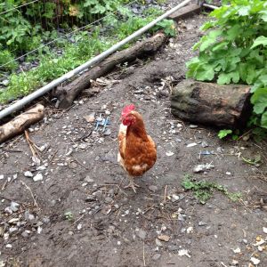 Inquisitive hen