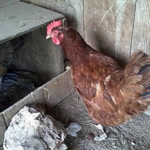 This is a very popular box, I cant get them to go into any other ones! That leaves me arguing with 2 hens and 5 chicks every time I reach in there to get the egg. :( So I made new nesting boxes and added her eggs to it.