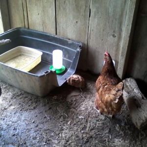 This was half of an old dog house that I flipped over to keep the water in, it keeps the water from getting filled with dirt.