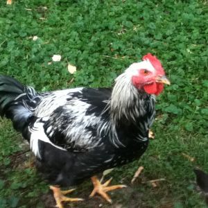 Silver laced Wyandotte rooster