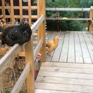 Silver laced Wyandotte hen
