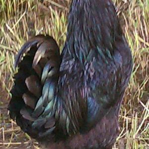 MAGIC; he got his name by us discovering he wasn't a hen....she/he began crowing & someone asked, "How did that happen?", & I said "magic", so that's how he got his name! R.I.P. best Roo ever!!