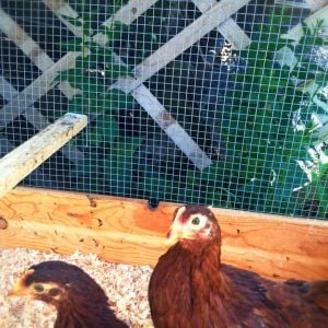 Our new girls, graciously gifted to us by a friend of my mother's who heard how we lost our Rosie. This is Sally Ride and Henrietta Lacks, both RIR, two-month old pullets. We're keeping them quarantined for a month before introducing them to the flock.