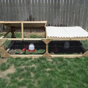 4'x8' Poultry Tractor. Suburbanite style ;+)    This was two days after building this tractor for this site.  I will post more pictures of how quail can turn a yard around in the near future.