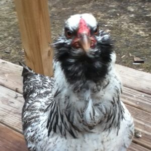 Americauna pullet