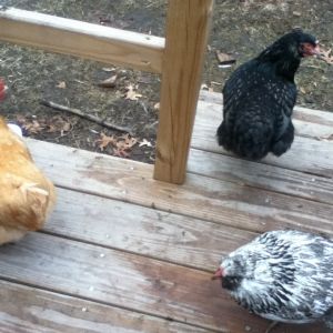 Americauna, Wyandotte, Orpington pullets