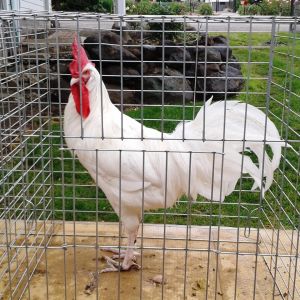 One of my White Minorca cocks. Mike Omeg