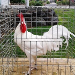 One of my White Minorca cocks. Mike Omeg