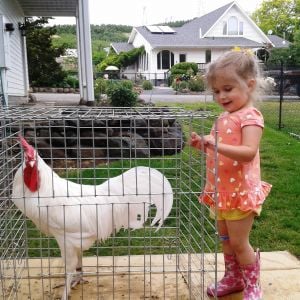One of my White Minorca cocks with my daughter.  He weights just under 9 lbs. Mike Omeg