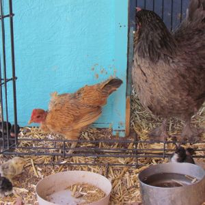 Teeny tiny mom and hugh blue Marans