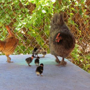 Two moms with chicks