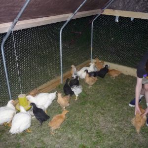 My son helped transfer the chickens to their new home.