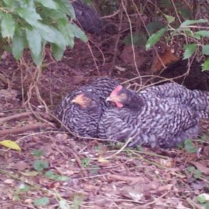 Here is my Cuckoo Marans cockerel and my Dominique hen sitting in the cool of the woods at the edge of my lawn. 
This Cuckoo Marans is the same as the other photo in this album.