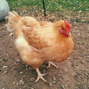 One of my x- battery hens Dora who sounds like a cat!