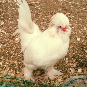 Shanty the cockerel after he has had his haircut ( sorry the photo isn't very good, he was trying to attack me through the fence at the time!)