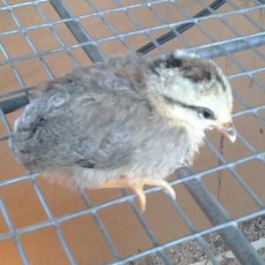 One of my little BB Red babies