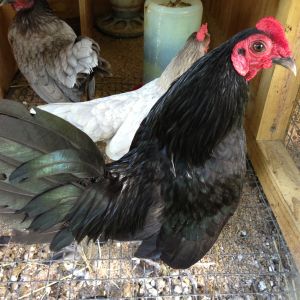 Black cock over blue hens.