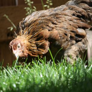 Welsummer Pullet hunting in the grass