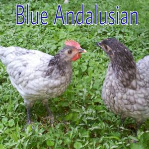 Murray McMurray Hatchery 9 week old Blue Andalusian cockerel and pullet