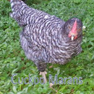 Murray McMurray Hatchery 9 week old Cuckoo Marans cockerel