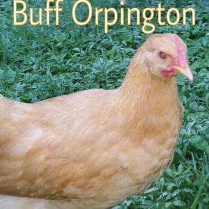 Murray McMurray Hatchery 9 week old Buff Orpington