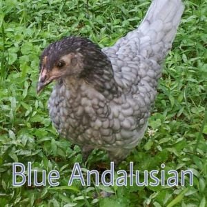 Murray McMurray Hatchery 9 week old Blue Andalusian pullet