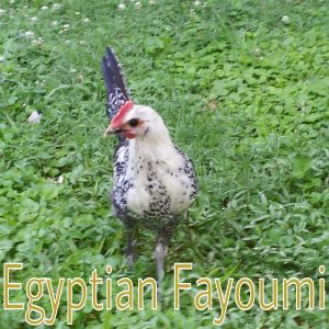 Murray McMurray Hatchery 9 week old Egyptian Fayoumi cockerel