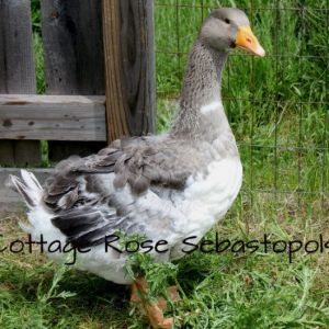 2 month old 2013 gosling