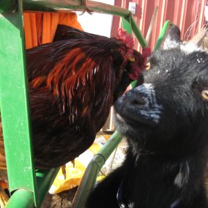 Feautured in these pictures is one of my pygmy goats Molly and how she interacts with my chickens. In this one is Molly sniffing Jasper and  Chickydoodle